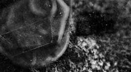 ALLOGENY, ARBOREAL: AFFIXED MICROPHAGIUM