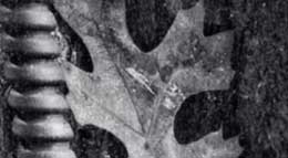 ALLOGENY, ARBOREAL: CYTOACEPHALOUS MAU-MAU
